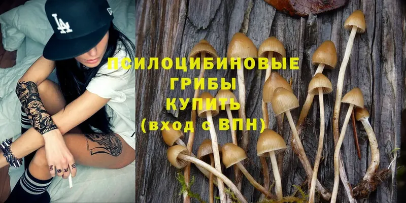 Псилоцибиновые грибы Psilocybine cubensis  Борзя 